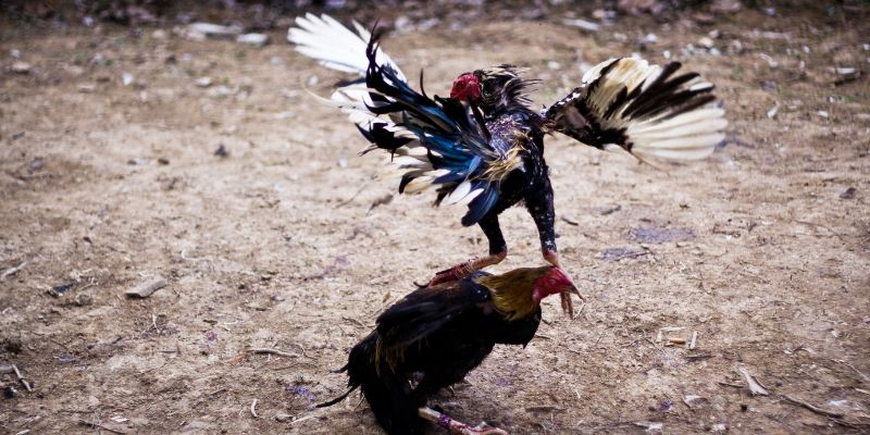 Chiến thuật nâng cao từ đại lý đá gà i9bet